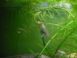 axolotl přírodní forma