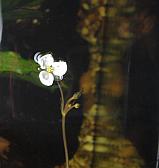 Sagittaria subulata - květ
