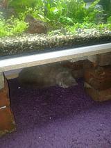 Samuel (britský kocourek) spí pod akváriem :)