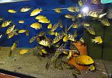 Nimbochromis venustus / Labidochromis yellow
