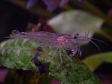 Krevetka japonská(Amanova)- (Caridina japonica)