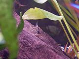 Pancéřníček Napo(Corydoras napoensis)