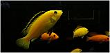 labidochromis yellow - fotogenicky