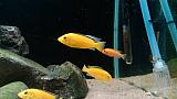 Labidochromis yellow samec