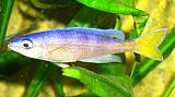 Cyprichromis leptosoma 'Katete'