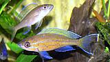 Paracyprichromis nigripinnis 'Blue neon'