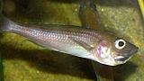 Cyprichromis leptosoma 'Katete' nosící samice