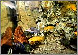 Neolamprologus leleupi + Julidochromis dickfeldi