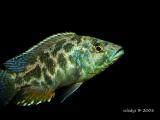 Nimbochromis polystigma-samec