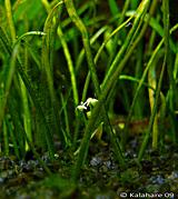 Kvete nám lileaopsis jak na louce