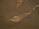 Larva krevetky Atyopsis moluccensis