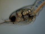 Hlava larvy krevetky Atyopsis moluccensis
