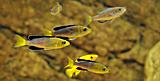Sardinky (Cyprichromis)