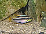 Pestřenec červený - Pelvicachromis pulcher