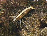 Kreveta Atyopsis moluccensis