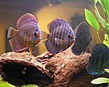Discus Red Tyrkys