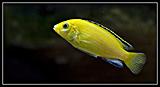 Labidochromis caeruellus yellow