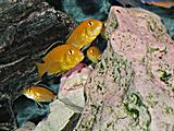 Labidochromis 'Yellow'