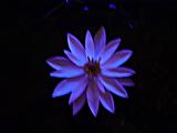 květ lotosu v noci