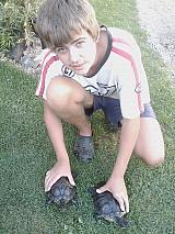 já a dvě želvy