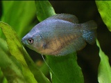 Trichogaster lalius cobalt