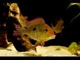 Geophagus sp. Tapajos - red head