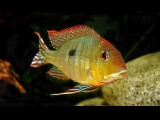 Geophagus sp. Tapajos - red head
