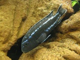 Melanochromis cyaneorhabdos 'Maingano'