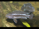 Melanochromis cyaneorhabdos 'Maingano'