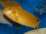 Melanochromis johannii