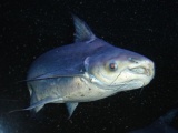 Pangas vláknoploutvý (sladkovodní žralok)