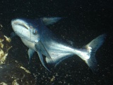 Pangas vláknoploutvý (sladkovodní žralok)