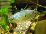 Trichogaster trichopterus blue