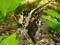 Pterophyllum scalare