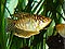 Trichogaster trichopterus gold