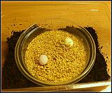 První vajíčka Paroedur