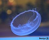 Měsíční medúza