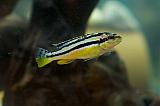 melanochromis_auratus