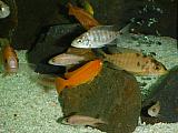 Coral redky,Calico,Fire fish (mimina)
