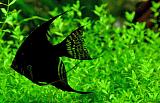 Skalár amazonský - čierny