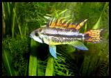 Apisto. cacatuoides double red