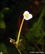 Rozvíjející se květ Sagittaria subulata
