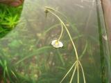 Sagittaria subulata - Květ na hladině