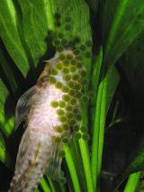 Rineloricaria sp. - samec hlídá jikry