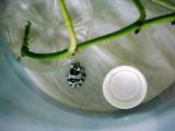 Žabka a víčko z PET lahve