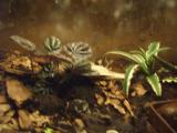 rostlinky - Peperomia sp. + Cryptanthus bivittatus