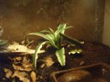 rostlinka - Cryptanthus bivittatus