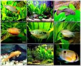 rybky mého akvaria :-)