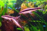 Parmičky černopruhé - naprosto nekonfliktní rybky
