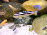 Melanochromis auratus